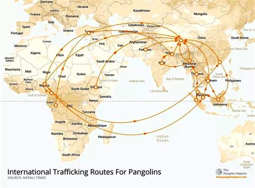 '图：世界穿山甲走私路线图，都卖往中国，中国人当作大补品食用，甲片作为中药材。（网路截图）'