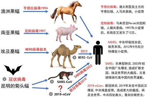 '图：世界上有1200多种蝙蝠，已在200多种体内检测到4000多种病毒，这是近来传给人的几种传染病。'